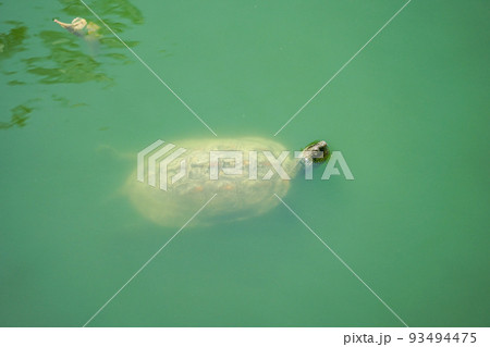 台南孔廟の亀 93494475