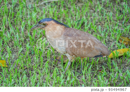ズグロミゾゴイ ズグロミゾゴイ 93494967