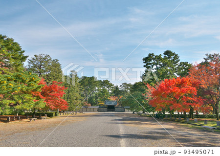 見頃を迎えたモミジの紅葉~京都仙洞御所正門前の風景 見頃を迎えたモミジの紅葉~京都仙洞御所正門前の風景 93495071
