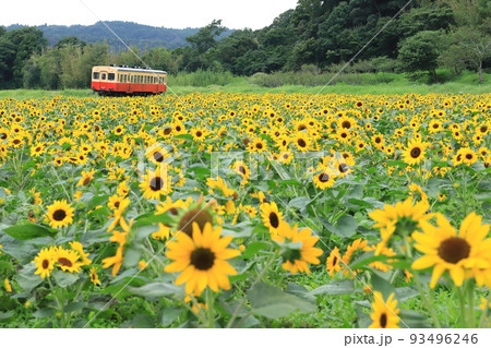 小湊鐵道「石神のひまわり畑とローカル線」 93496246