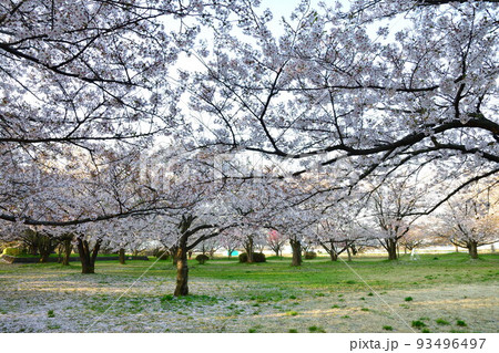 加治川堤の桜並木(新潟県) 加治川堤の桜並木(新潟県) 93496497