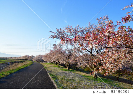 加治川堤の桜並木(新潟県) 加治川堤の桜並木(新潟県) 93496505