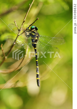 オニヤンマ オニヤンマ 93496632