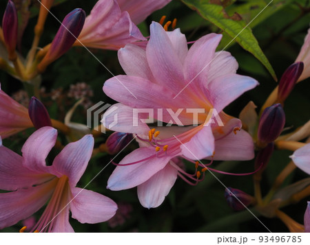 リコリス リコリス 93496785