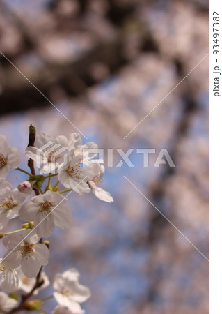 桜　萩市反射炉とサクラ！ソメイヨシノと自然豊かな山口県 93497382