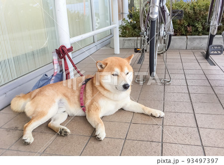店の外で飼い主を待つ柴犬 店の外で飼い主を待つ柴犬 93497397