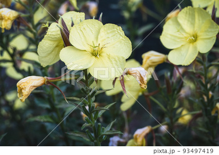 Evening primrose - Oenothera biennis yellow flowers in the herb garden Evening primrose - Oenothera biennis yellow flowers in the herb garden 93497419