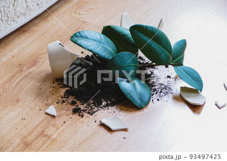 Broken flower pot with rubber plant on the floor in living room 93497425