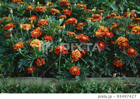 Marigolds flowering border in the flower garden Marigolds flowering border in the flower garden 93497427