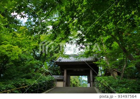 鎌倉・新緑の円覚寺総門 93497564