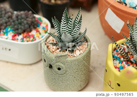 Zebra plant or Haworthia fasciata planted in cute animal design pot at a plant shop 93497565