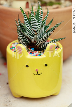 Zebra plant or Haworthia fasciata planted in cute animal design pot at a plant shop 93497566