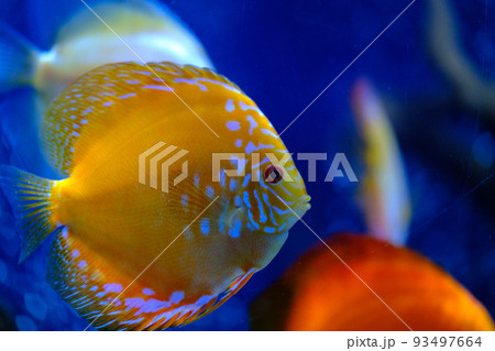 Yellow face Discus fish. Masked Butterfly Fish 93497664