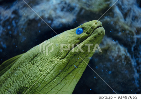 Moray Eel Gymnothorax thyrsoideus known as Grey-Faced Moray Eel, Slender Moray Eel, Freckled Moray Eel in coral reef  93497665