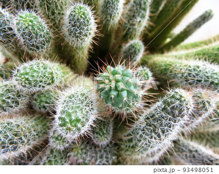 キメラ白竜丸 キメラ白竜丸 93498051