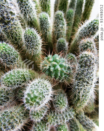 キメラ白竜丸 93498052