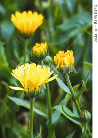 Calendula arvensis, Field marigold yellow flowers growing in herb garden 93498141