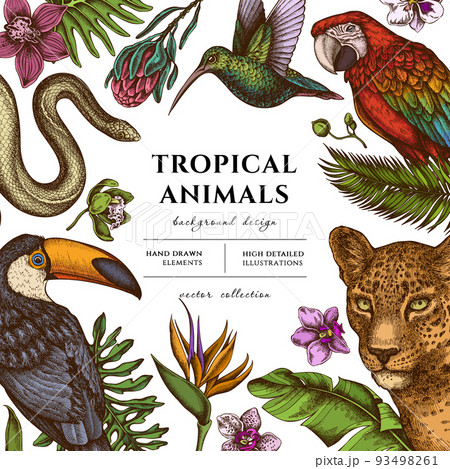 Tropical animals hand drawn illustration design. Background with retro leopard, snake, hummingbird, toucan, scarlet macaw, monstera, banana palm leaves, strelitzia, protea, phalaenopsis. 93498261