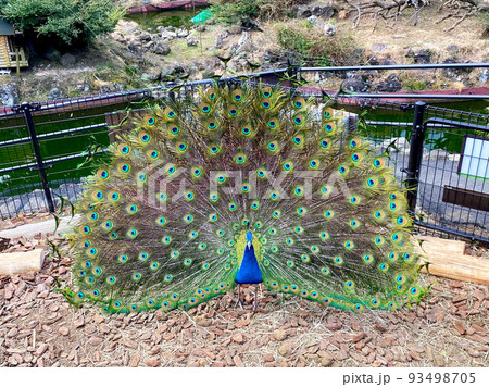 羽を広げるクジャク 羽を広げるクジャク 93498705