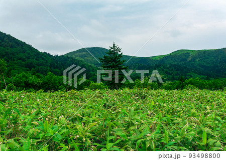forest landscape of Kunashir island, mountain forest with curved trees and bamboo thickets forest landscape of Kunashir island, mountain forest with curved trees and bamboo thickets 93498800
