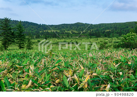 natural landscape of Kunashir island, mountain forest with bamboo sasa thickets on a foreground natural landscape of Kunashir island, mountain forest with bamboo sasa thickets on a foreground 93498820