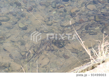 群れて泳ぐ鮎 93499003