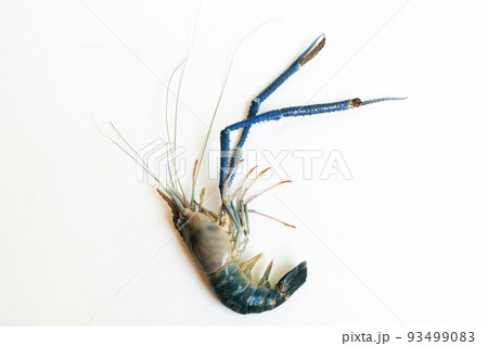 the 1 big prawn long muscle laid on a white background, Prawn or tiger shrimp isolated on white background, River shrimp or prawn raw on white background, Giant tiger prawn on a white background. 93499083