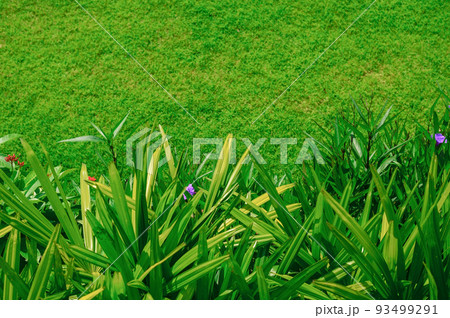 The evening sun shines on the lawn in front of the house, pictures of green leaves, and blurred lawns used as background images, garden landscape designs, garden decorations for the background. The evening sun shines on the lawn in front of the house, pictures of green leaves, and blurred lawns used as background images, garden landscape designs, garden decorations for the background. 93499291
