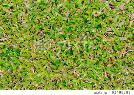 Texture of dead grass top view wallpaper nature background blurred, Green and yellow grass texture the lack of garden and maintenance until the damage Pests and disease field in bad condition. Texture of dead grass top view wallpaper nature background blurred, Green and yellow grass texture the lack of garden and maintenance until the damage Pests and disease field in bad condition. 93499292