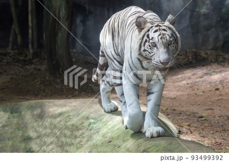 Close up white tiger is sit down and rest on floor Close up white tiger is sit down and rest on floor 93499392