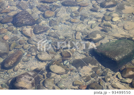 群れて泳ぐ鮎 93499550