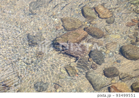 水の中を歩くスッポン 93499551
