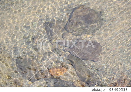 水の中を歩くスッポン 93499553