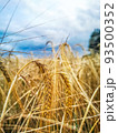 ripening ears of yellow wheat field on the cloudy background 93500352