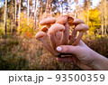 hand holds honey mushrooms in the autumn forest. close-up. beautiful edible mushrooms in sunlight 93500359