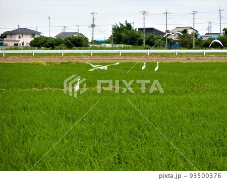 シラサギと田園 シラサギと田園 93500376
