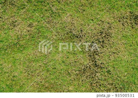 green and yellow grass texture Brown patch is caused by the destruction of fungus Rhizoctonia Solani grass leaf change from green to dead brown in a circle lawn texture background dead dry grass. green and yellow grass texture Brown patch is caused by the destruction of fungus Rhizoctonia Solani grass leaf change from green to dead brown in a circle lawn texture background dead dry grass. 93500531