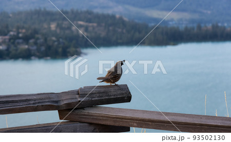 Black and White Bird sitting on a wooden fence by the lake. Vernon Black and White Bird sitting on a wooden fence by the lake. Vernon 93502130