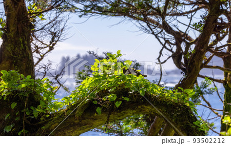 Green Foliage on a tree branch with Pacific Ocean on the West Coast. Green Foliage on a tree branch with Pacific Ocean on the West Coast. 93502212