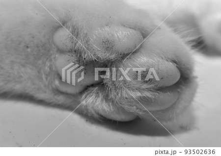 自宅の子猫ちゃんの十兵衛君のかわいい肉球 自宅の子猫ちゃんの十兵衛君のかわいい肉球 93502636