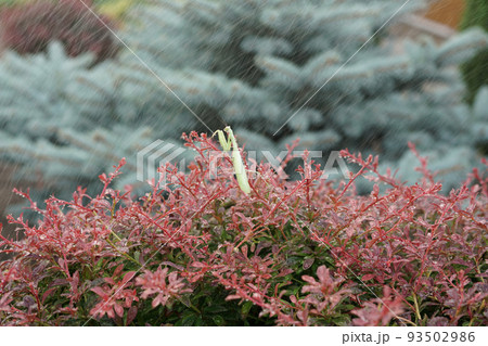 Green stick insect on a red plant during rain. 93502986