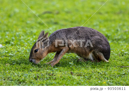 Patagonian Mara, Dolichotis patagonum are large relatives of guinea pigs 93503611