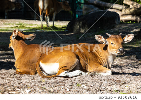 Banteng, Bos javanicus or Red Bull is a type of wild cattle. 93503616