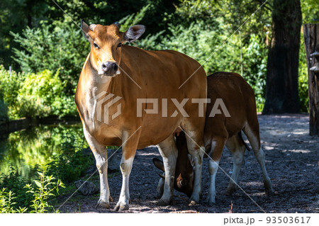 Banteng, Bos javanicus or Red Bull is a type of wild cattle. Banteng, Bos javanicus or Red Bull is a type of wild cattle. 93503617