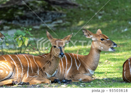 Nyala Antelope - Tragelaphus angasii. Wild life animal. 93503618