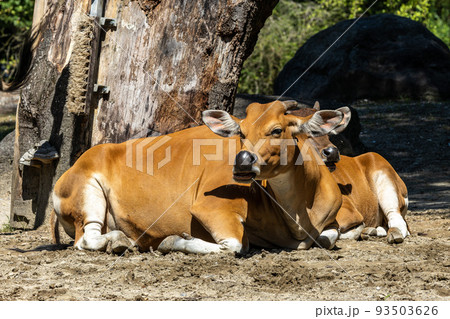 Banteng, Bos javanicus or Red Bull is a type of wild cattle. 93503626