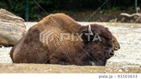 American buffalo known as bison, Bos bison in a german park 93503633