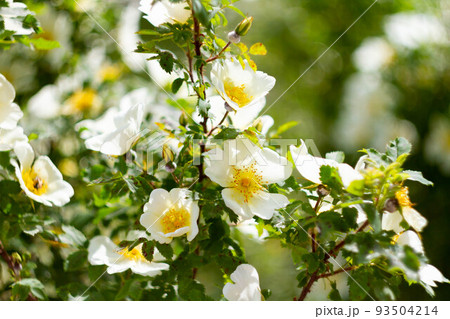 Meadow with many spring flowers on a sunny day. Flowers in bright sunlight. Meadow with many spring flowers on a sunny day. Flowers in bright sunlight. 93504214