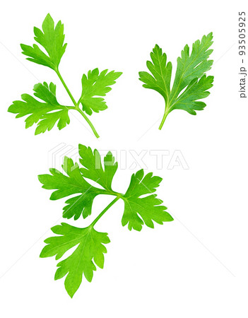 Fresh parsley isolated on white background. full depth of field 93505925