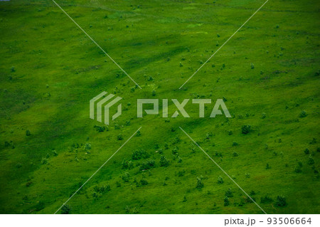 green grass surface background. mountain meadow in summer 93506664